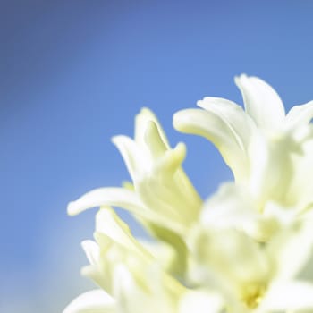 Close up of mutiple flowers of a hyacinth against blue sky