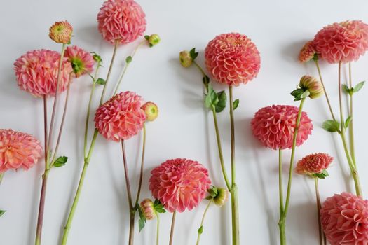 Row of pink dahlias on white