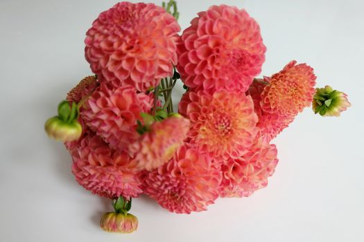 Bouquet of coral dahlias on white