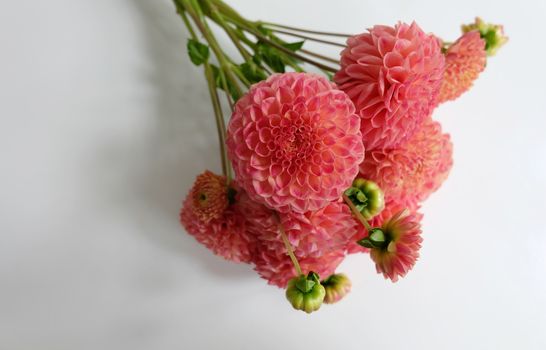 Bouquet of coral dahlias on white