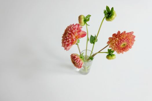 Pink dahlias in a glass vase