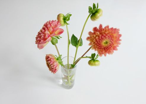 Coral dahlias in a glass vase