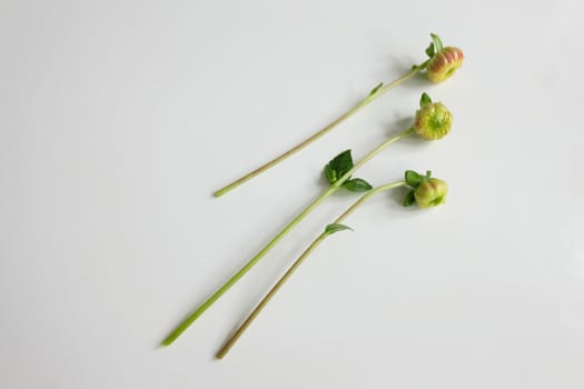 Green stems of dahlia buds on white