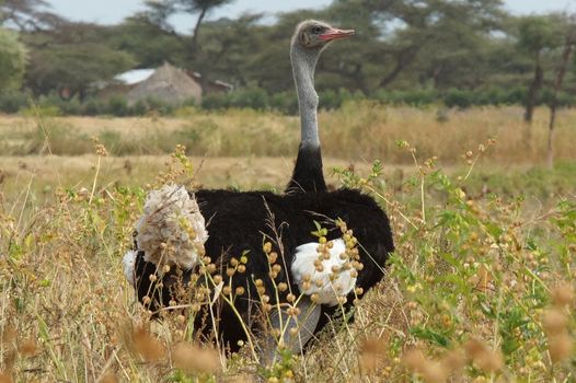 Male of Somali Ostrich, Ethiopia, Africa