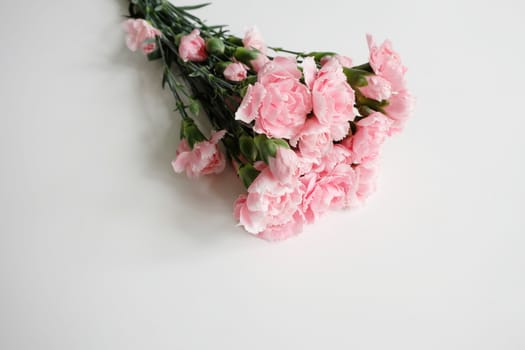 Bouquet of pink carnations on white