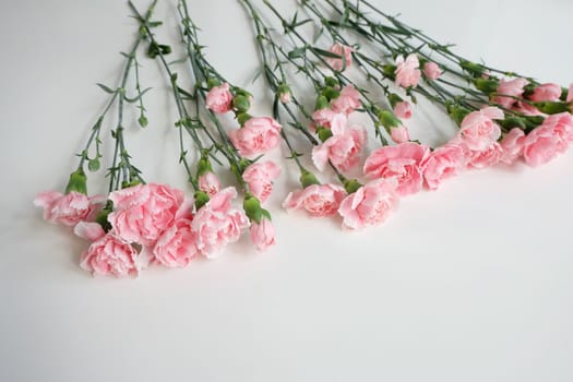 Row of pink carnations on white