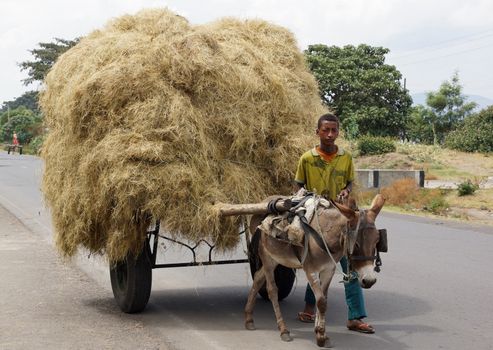 GREAT RIFT VALLEY, ETHIOPIA - NOVEMBER 16, 2014: Young boy with donkey barrow on November 23, 2014 in the Great Rift Valley, Ethiopia, Africa