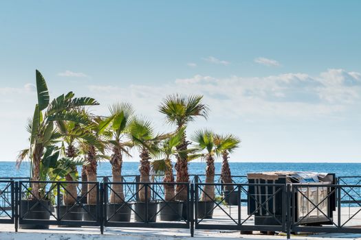 Palm trees in the wind on the terrace for summer swimmers