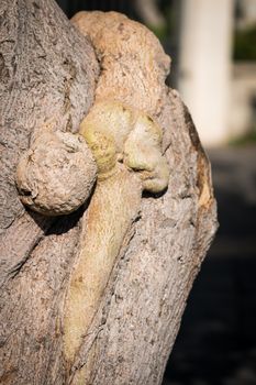 Strange root grown on the bark of the trunk