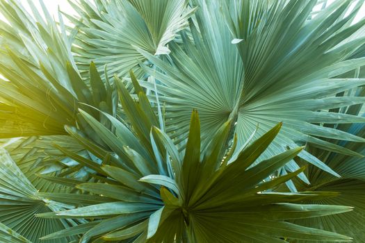 Close up of palm tree leaves texture