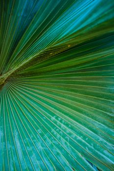 Close up of palm tree leaves texture