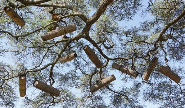 Acacia with beehives, Great Rift Valley, Ethiopia, Africa