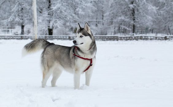 Siberian Husky frolics in the fresh snow.