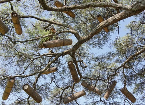 Acacia with beehives, Great Rift Valley, Ethiopia, Africa