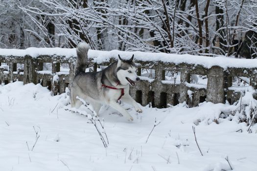 Siberian Husky runs along the fence.
