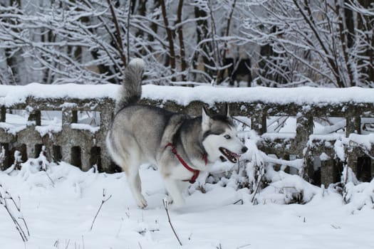 Siberian Husky runs along the fence.