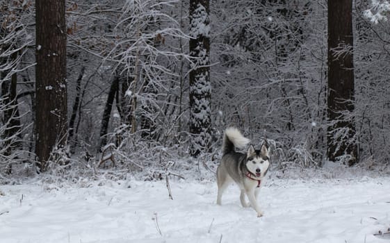 Siberian Husky frolics in the fresh snow.