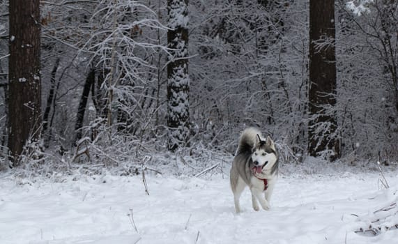 Siberian Husky frolics in the fresh snow.