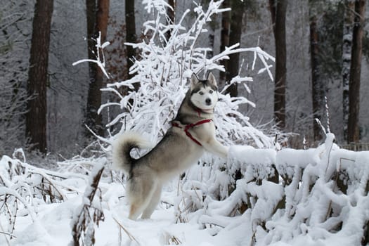 Siberian Husky stands having rested its front paws on the fence.