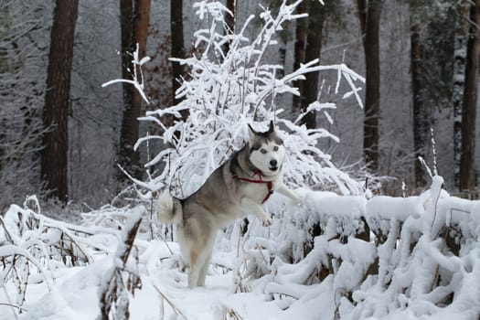 Siberian Husky stands having rested its front paws on the fence.