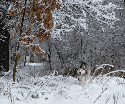 Siberian Husky frolics in the fresh snow.