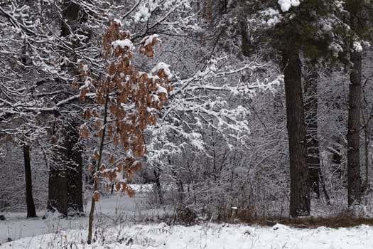 Dry oak leaves covered with snow in winter forest.