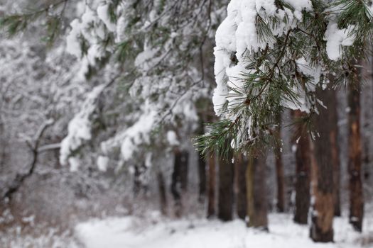 Pine branches covered with snow.