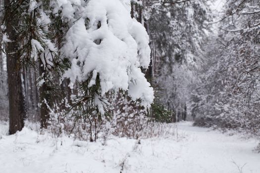 Pine branches covered with snow.