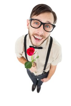 Geeky lovesick hipster holding rose  on white background