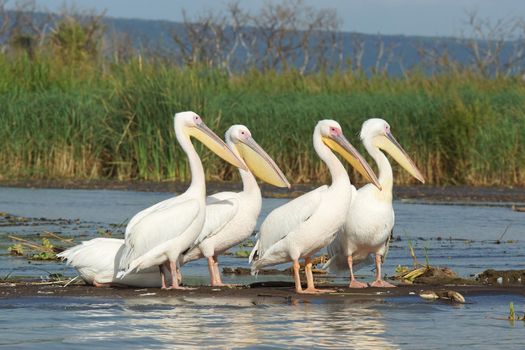 Great White Pelicans, Lake Chamo, Ethiopia, Africa