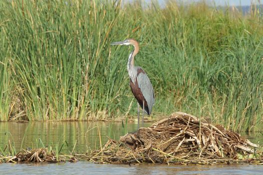 Goliath Heron, Lake Chamo, Ethiopia, Africa