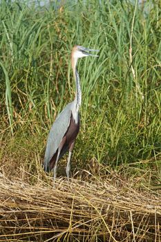 Goliath Heron, Lake Chamo, Ethiopia, Africa