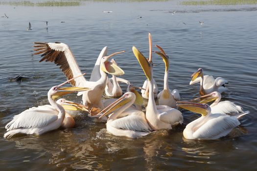 Great White Pelicans on Lake Awassa, Ethiopia, Africa