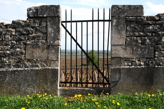 Old gate in the vineyards