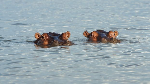 Hippo, Lake Chamo, Nechisar National Park, Ethiopia, Africa