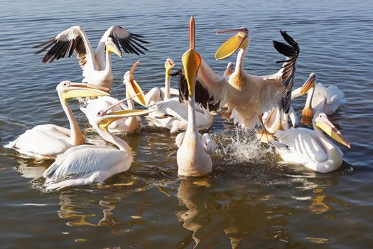 Great White Pelicans on Lake Awassa, Ethiopia, Africa