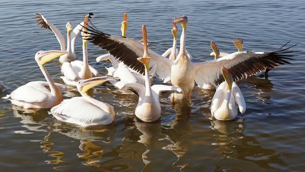 Great White Pelicans on Lake Awassa, Ethiopia, Africa