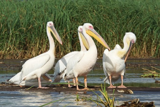 Great White Pelicans, Lake Chamo, Ethiopia, Africa