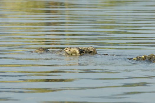 Nile Crocodile, Lake Chamo, Ethiopia, Africa