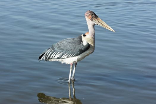 Marabou Stork, Awassa, Great Rift Valley, Ethiopia, Africa