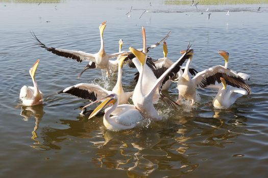 Great White Pelicans on Lake Awassa, Ethiopia, Africa