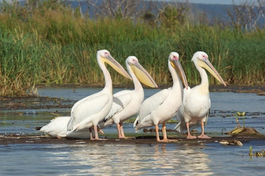 Great White Pelicans, Lake Chamo, Ethiopia, Africa