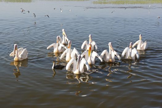 Great White Pelicans on Lake Awassa, Ethiopia, Africa