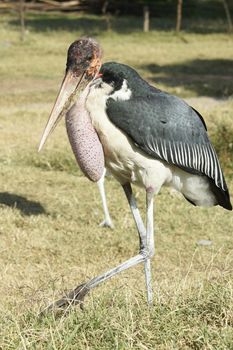 Marabou Stork, Awassa, Great Rift Valley, Ethiopia, Africa