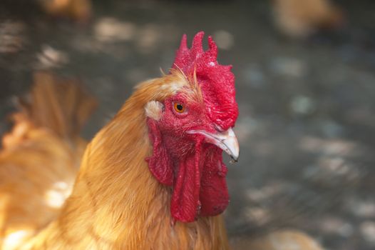 Rooster cock at organic farm