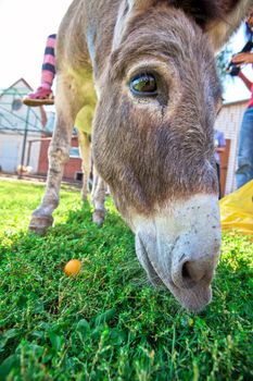 Donkey closeup portrait in sunny day