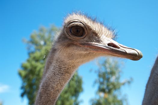 Portrait of an ostrich in sunny day