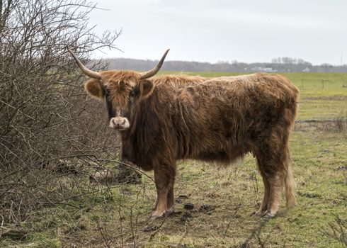 old mammal galloway cow with horns in dutch nature