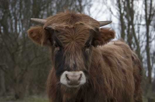 head of young galloway cow looking direct into camera