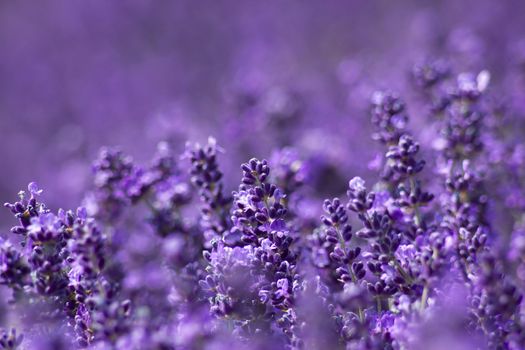 lavender flowers